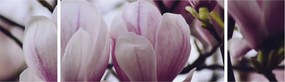 Obraz - Magnolia (170x50 cm)