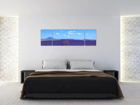 Obraz - Pole lawendy (170x50 cm)