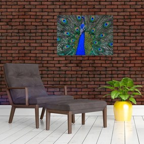 Obraz na szkle - Paw (70x50 cm)