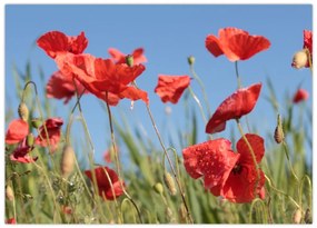 Obraz na szkle - Maki (70x50 cm)