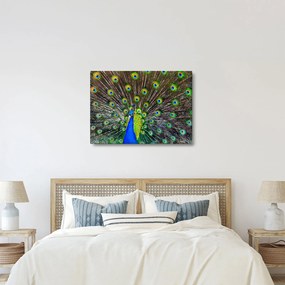 Obraz - Paw (70x50 cm)