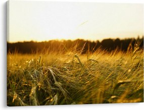 Obraz zroszonej trawy (70x50 cm)