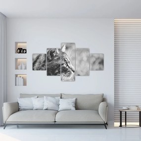 Obraz - Kot (125x70 cm)