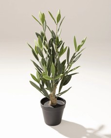 Drzewko Oliwne Mini w doniczce 50 cm