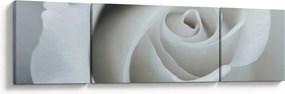 Obraz - Biała róża (170x50 cm)