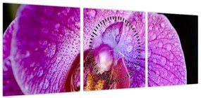 Zbliżenie kwiatu orchidei (z zegarem) (90x30 cm)