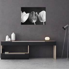 Obraz na szkle - Czarno - białe kwiaty tulipanów (70x50 cm)