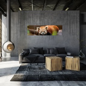 Obraz czerwonej pandy (170x50 cm)