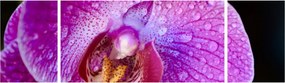 Zbliżenie kwiatu orchidei (170x50 cm)