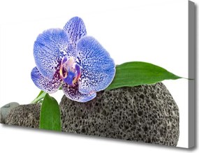 Zdjęcie na płótnie Kwiatowa Elegancja