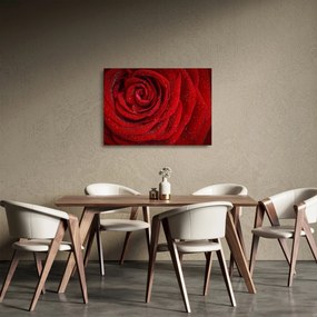 Obraz na szkle - szczegół róży (70x50 cm)