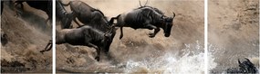 Obraz - Stado antylop gnu (170x50 cm)
