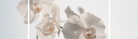 Obraz białej orchidei (170x50 cm)