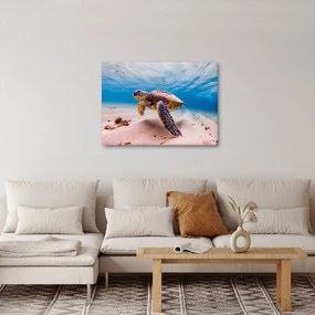 Obraz żółwia w oceanie (70x50 cm)