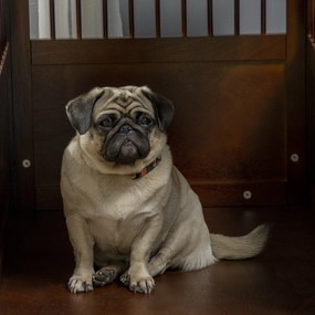 PawHut Klatka dla psa z podwyższonym stojakiem Zamknięcie Box transportowy Brązowy 805x595x675cm | Aosom PL