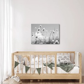 Obraz - Trawa z ogonkiem króliczka Boho (70x50 cm)