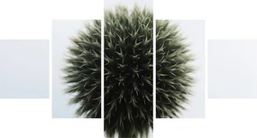 Obraz kuli kwiatowej (125x70 cm)