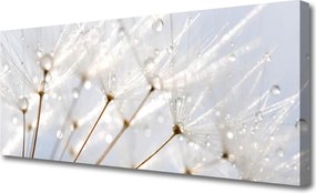 Zdjęcie na płótnie Puszysty Mniszek Lekarski