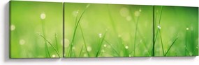 Obraz - rosa na trawie (170x50 cm)