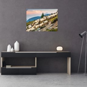 Obraz na szkle - Stado owiec (70x50 cm)