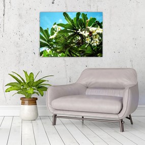 Obraz na szkle - Plumeria (70x50 cm)