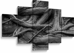 Obraz - Korzenie drzewa (125x70 cm)