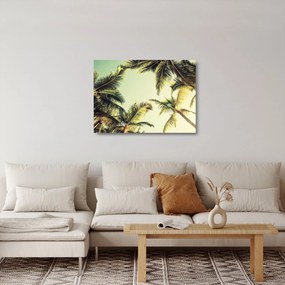 Obraz na szkle z palmami kokosowymi (70x50 cm)
