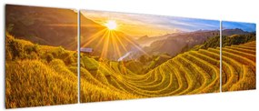 Obraz - Pole ryżowe w Wietnamie (170x50 cm)