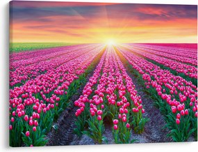 Obraz pole tulipanów ze słońcem (70x50 cm)