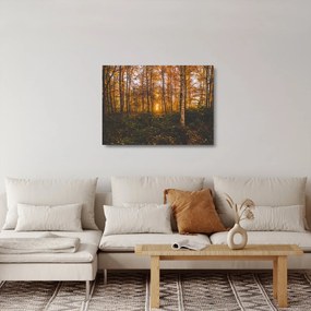 Obraz na szkle jesiennego lasu (70x50 cm)