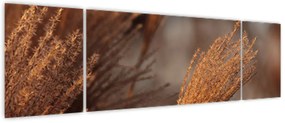 Obraz - Kortaderia (170x50 cm)