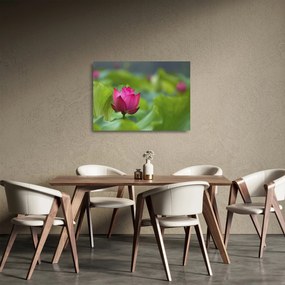 Obraz na szkle - roślina wodna (70x50 cm)