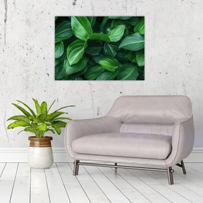 Obraz - Zielone liście (70x50 cm)
