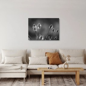 Obraz na szkle - Beżowa miękka trawa N⁰2 (70x50 cm)