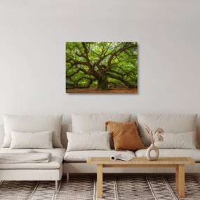Obraz na szkle - Zielone drzewo (70x50 cm)