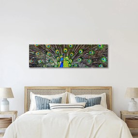 Obraz - Paw (170x50 cm)
