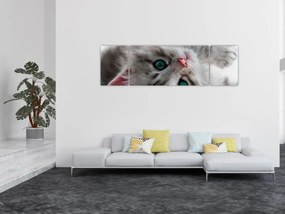 Obraz - Kot z zielonymi oczami (170x50 cm)