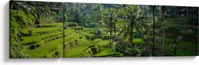 Obraz tarasów ryżowych Tegalalang, Bali (170x50 cm)