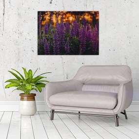 Obraz na szkle kwiatów łubinu (70x50 cm)