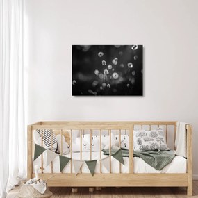 Obraz na szkle - Trawa bawełniana na łące (70x50 cm)