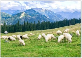 Foto obraz szkło hartowane Owce w Tatrach