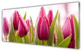 Obraz Akrylowy Tulipany Kwiaty Roślina