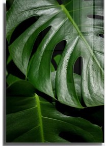 Szklany obraz 50x70 cm Monstera – Wallity