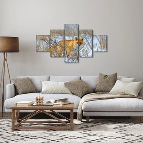 Obraz - Lis (125x70 cm)