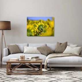 Obraz na szkle słonecznika (70x50 cm)
