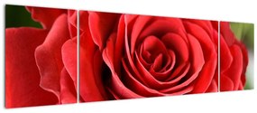 Obraz kwiatu róży (170x50 cm)