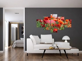 Obraz pola maków (125x70 cm)
