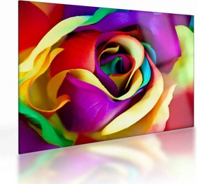 Obraz na szkle - Kolorowa róża (70x50 cm)