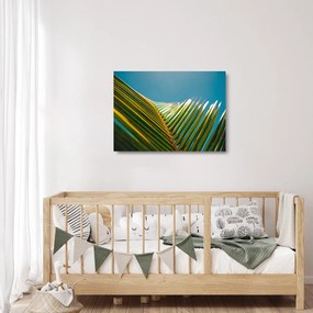 Obraz na szkle - Detal liścia palmowego (70x50 cm)
