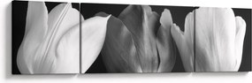 Obraz - Czarno - białe kwiaty tulipanów (170x50 cm)